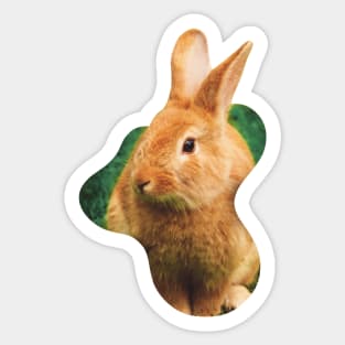 Easter Bunny with no eggs Sticker